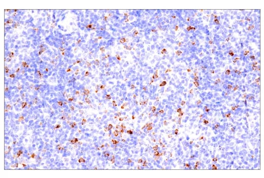 がん免疫療法の最新のニュース：種類や動向、新たな標的
